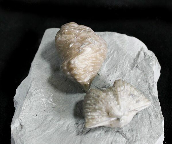 Pair Of Fossil Brachiopods (Platystrophia) - Indiana #23326